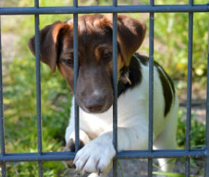 Dog behind bars